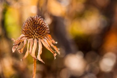 Kamuflaj arka planında dikenleri ve kurumuş taç yaprakları olan tek bir ölü çiçek başı.