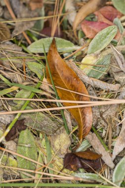 Bir çimen tarlasının ortasında yatan kavisli yaprak