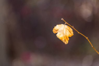 Tek altın yaprak, kahverengi ve kırmızı arka planda asılı duruyor.