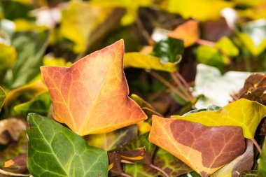 Yaşlanan yeşil ve sarı sarmaşık yapraklarına yaklaş