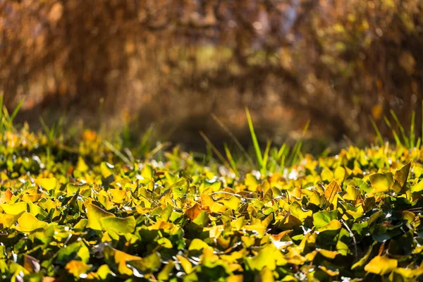 绿色和黄色的常春藤叶在褐色背景上被阳光反光照射 — 图库照片