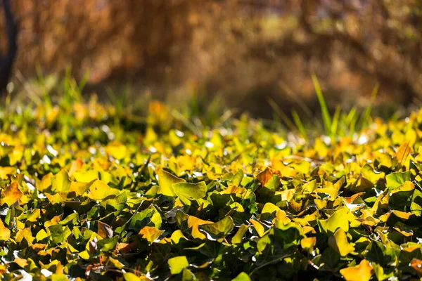 绿色和黄色的常春藤叶和被阳光照射在褐色背景上的青草 — 图库照片