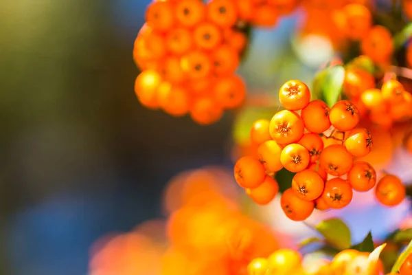 Close Clusters Orange Berries Green Leafy Background — Stock Photo, Image