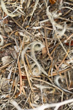 Tüylü kıvrımlar ve sopalarla orman zemininde sonbahar renk kalıntıları var.