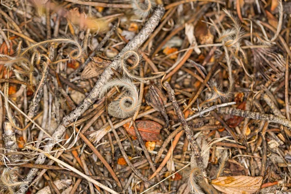 Trozos Escombros Color Otoño Suelo Del Bosque Con Remolinos Palos — Foto de Stock