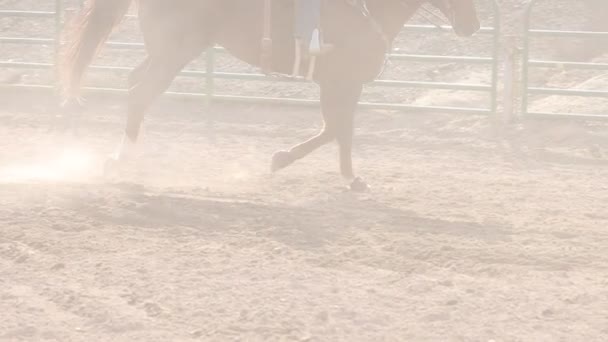 Horse Wearing Protective Gear Runs Stop Very Dusty Arena Slow — Stock Video