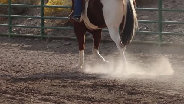 Dipingere Cavallo Multicolore Marcia Occidentale Gira Trotta Cerchio Rallentatore Recinto — Video Stock