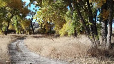 İnsansız hava aracı çalıların ve ağaçların arasından uçuyor.