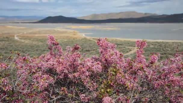 Time Lapse Dry Area Intermittent Light Sage Brush Desert Peach — Stockvideo
