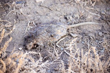 Dead decaying grey muskrat lies in dirt along a sagebrush path