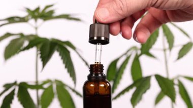  CBD 'nin el açıcı kavanozu marihuana bitkisinin arka planında damıtılıyor ve bir damlatıcıyla bir miktar bal renkli sıvı sıkıyor..