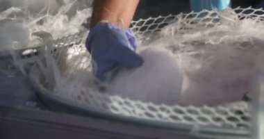 Eldivenli el pamuk helva tellerini yavaş çekimde endüstriyel bir makineden alıyor.