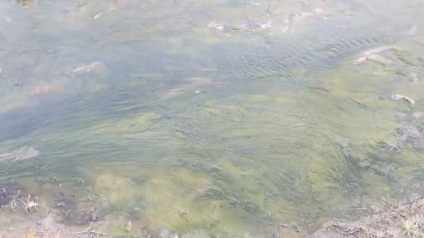 흐르는 수증기와 녹색의 미끈미끈 이끼의 덩굴손 — 비디오
