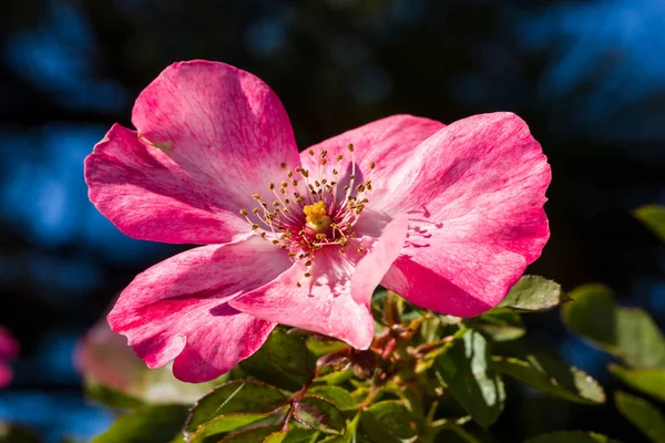 Nahaufnahme Lebhaft Rosa Blühende Wildrose Vor Dunkelblauem Und Grünem Hintergrund — Stockfoto