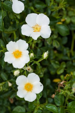 Üç beyaz çiçek, yaprakların koyu yeşil arkaplanının üzerine dizilmişler.