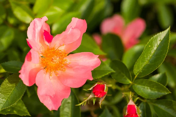 Lebendige Rosa Wildrosenblüte Mit Grünen Blättern — Stockfoto