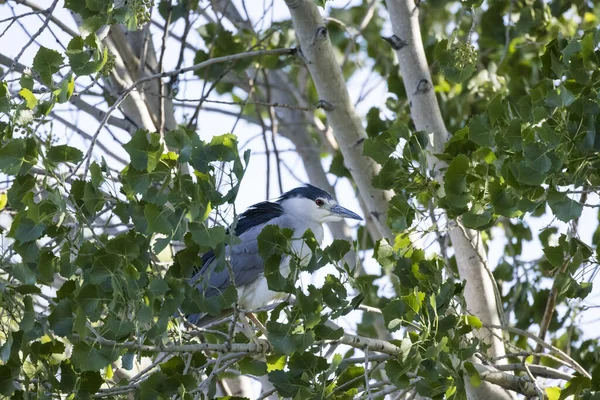 Héron Nuit Partiellement Caché Cache Dans Arbre Feuillu — Photo