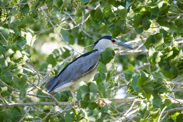 Black Crowned Night Heron Perches Tree Full Green Leaves — Stock Photo, Image