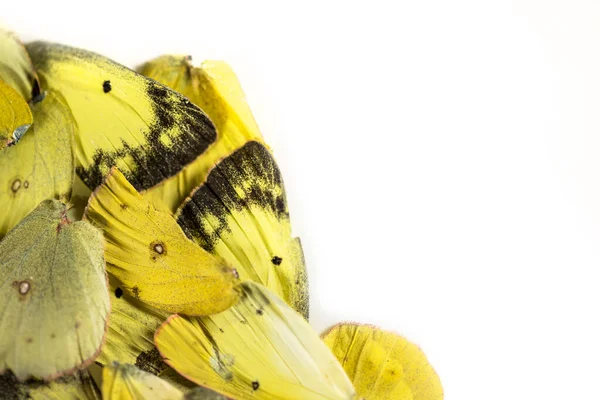 Colección Media Montura Alas Mariposa Descartadas Negras Amarillas Sobre Fondo — Foto de Stock