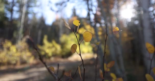 Hojas Álamo Color Otoño Soplando Brisa Con Bosque Fondo Desenfocado — Vídeos de Stock