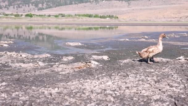 夏天的热浪中 一只肮脏的小黄鸭在干涸的湖床里慢慢地穿过死鱼的尸体 — 图库视频影像