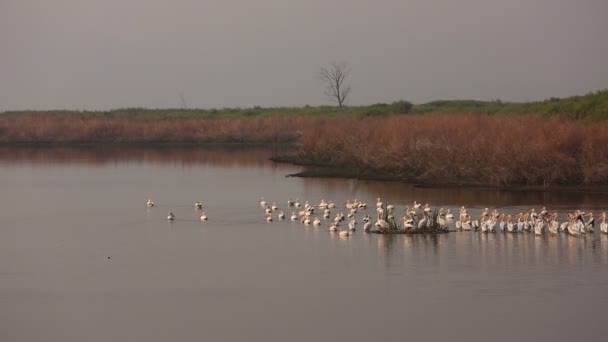 Pelícanos Saliendo Nadar Más Lejos Lago Día Nublado — Vídeo de stock