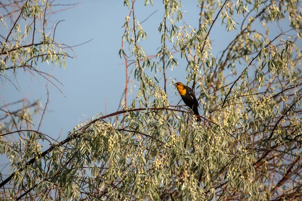 Gelbköpfiger Schwarzer Vogel Sitzt Auf Einem Russischen Olivenzweig — Stockfoto