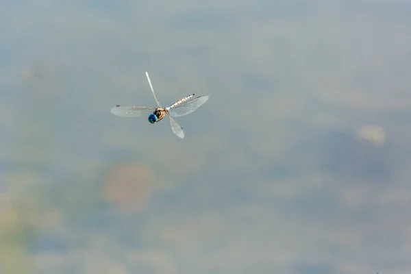 Blue Dragonfly Flght Green Scummy Pond — Stock Photo, Image