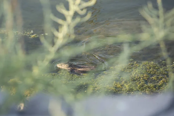 Pequeno Rato Almiscarado Nadando Água Lagoa Através Arbusto — Fotografia de Stock