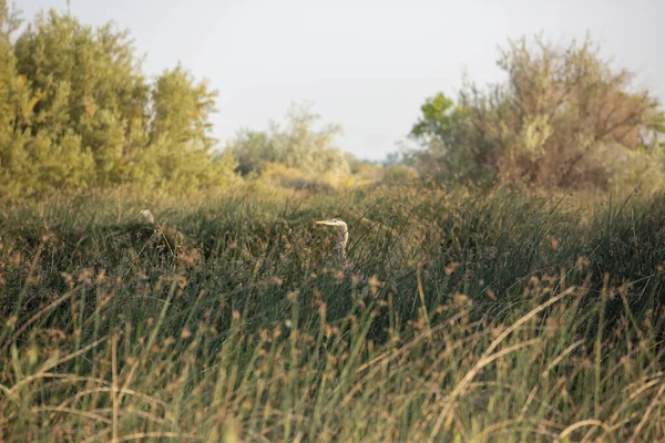 Hoofd Van Een Grote Blauwe Reiger Die Uit Een Rietveld — Stockfoto