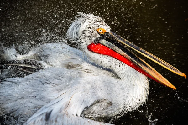 Pelicano dálmata no Jardim Zoológico de Praga — Fotografia de Stock