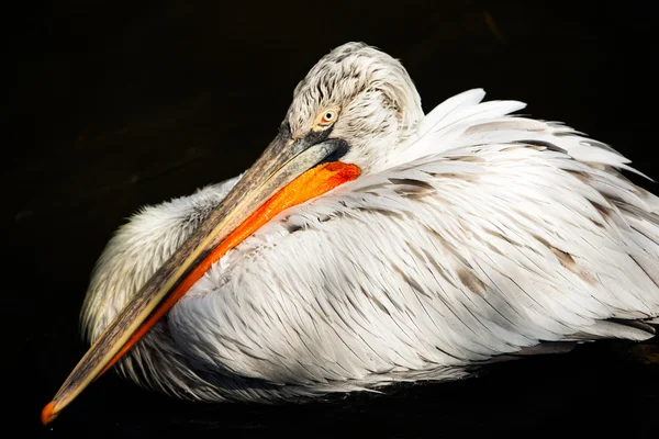Pelicano dálmata no Jardim Zoológico de Praga — Fotografia de Stock