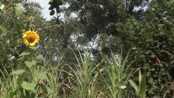 Chica joven con una toalla amarilla en la cabeza después de bañarse en el patio del país — Vídeo de stock