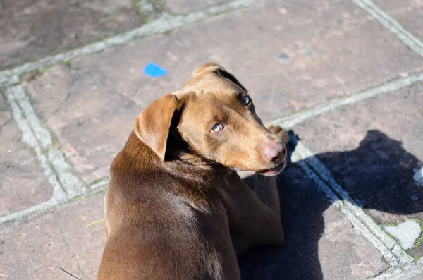 Küresel parlak bir ampulün yakın çekimi, parlak lifini karanlık bir arkaplanda sergiliyor. Şeffaf cam, karmaşık bobin dizaynını ortaya çıkararak sıcak ve çevresel bir ışık yayıyor. Ampul kısmen bir armatürle bağlantılı.