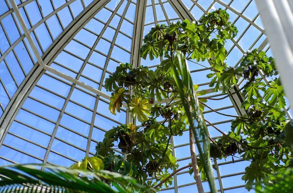 Küresel parlak bir ampulün yakın çekimi, parlak lifini karanlık bir arkaplanda sergiliyor. Şeffaf cam, karmaşık bobin dizaynını ortaya çıkararak sıcak ve çevresel bir ışık yayıyor. Ampul kısmen bir armatürle bağlantılı.