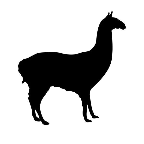 Lama profiel zwart silhouet — Stockvector