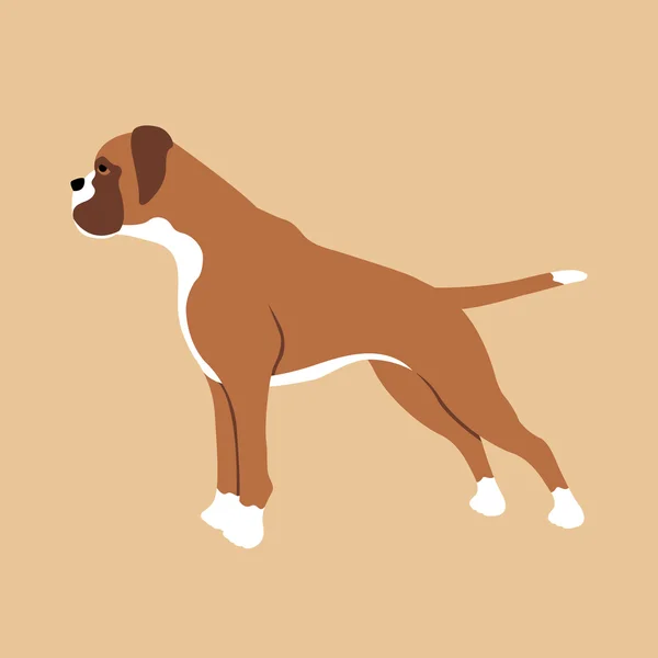 Boxer hund rasen profil platt stil vektorillustration — Stock vektor