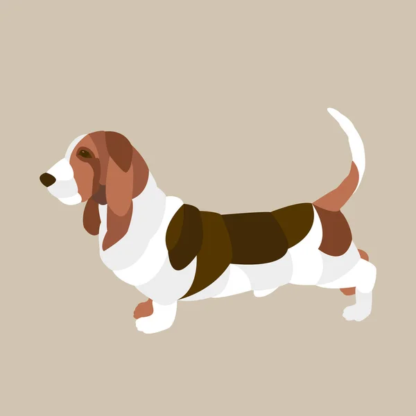 Basset hound Flat style vector — Stock Vector