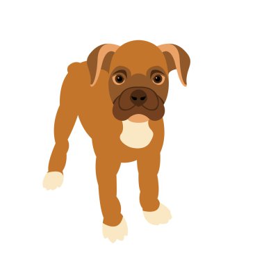 köpek yavrusu boxer tarzı düz renk baş