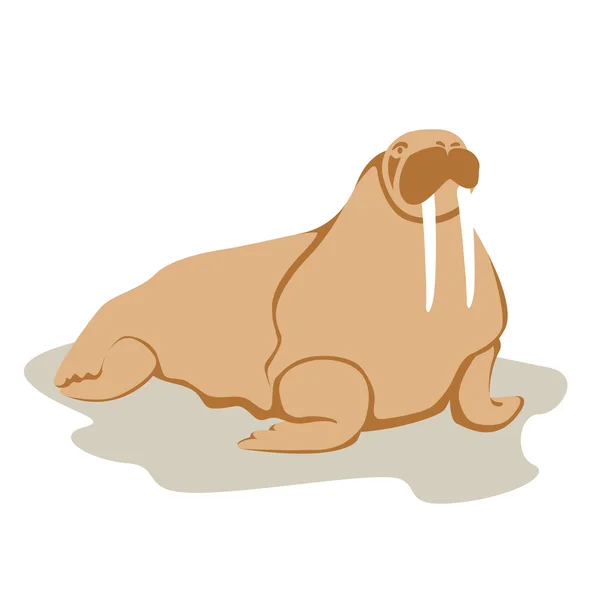 Adult walrus vector style Flat — Stock Vector