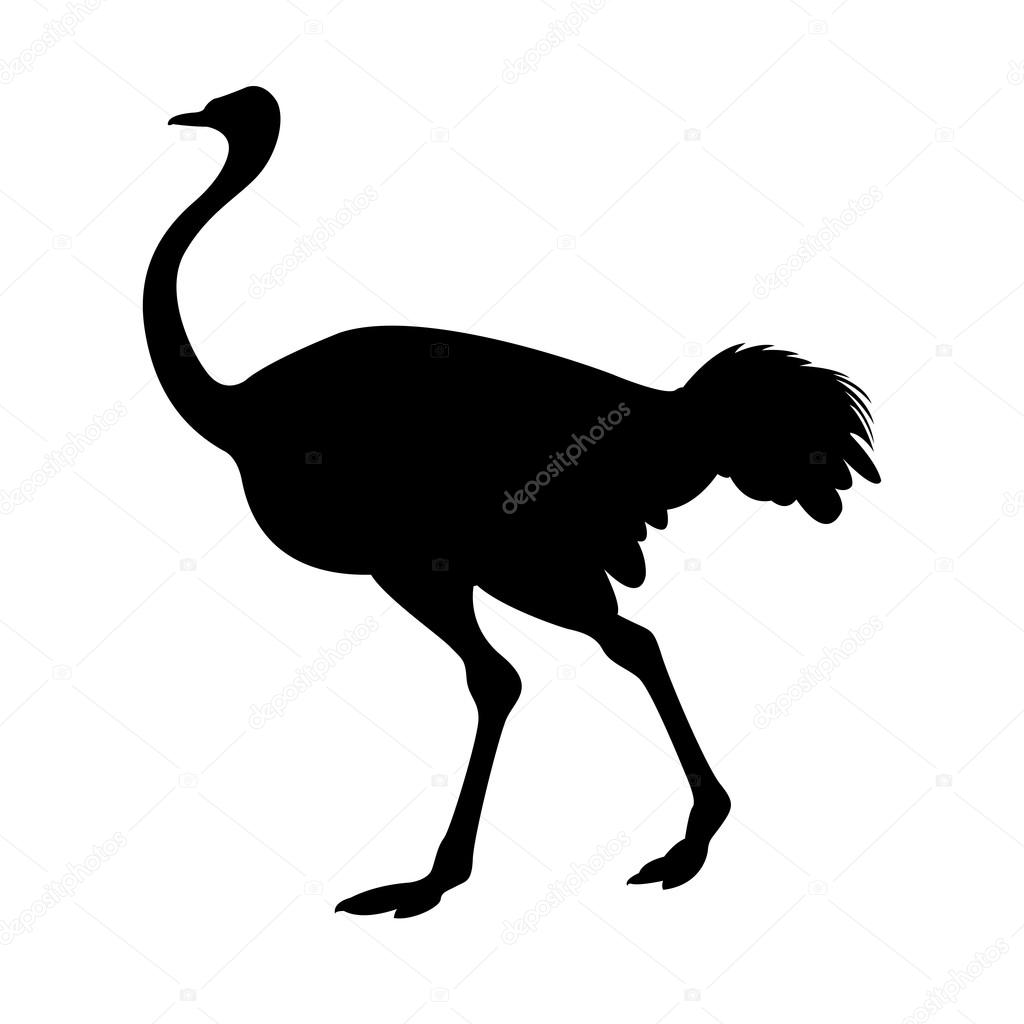 Download Adult ostrich vector illustration black silhouette — Stock ...