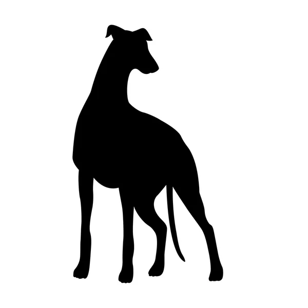 Windhunde Hund Jagd Vektor schwarze Silhouette — Stockvektor