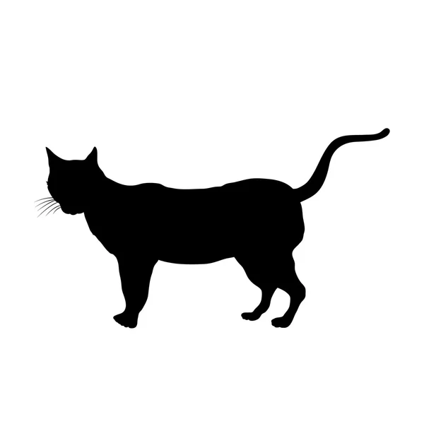 Katze schwarze Silhouette Vektor — Stockvektor