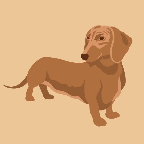 Style vectoriel chien Dachshund Plat — Image vectorielle