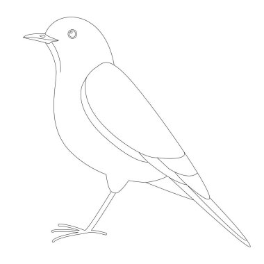 Sinekkapan kuşu, vektör illüstrasyonu, çizim çizimi, kenar görünümü