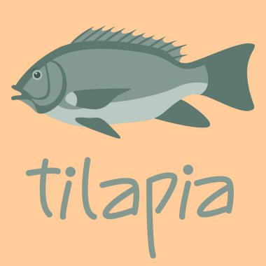 balık tilapia, vektör illüstrasyonu, düz stil, kenar görünüm