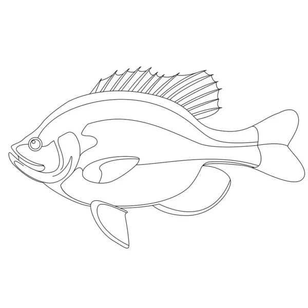 Bluegill Fish Vector Illustration Lining Draw Side View — Stock Vector