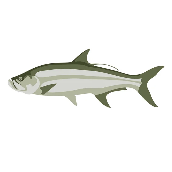 Tarpon Fisch Vektorillustration Flacher Stil Seitenansicht — Stockvektor