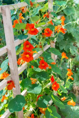 Nasturtiyumların güzel çiçekleri. Bahçedeki Nasturtium bitkileri. Yazın parlak çiçekler. Güzel portakal çiçeği