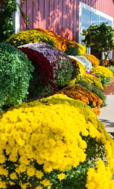 Beautiful rows of vibrant chrysanthemums in yellow, orange, red, pink, and white colors growing near a rustic red barn wall on a sunny autumn day. Perfect seasonal floral background.